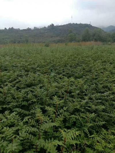 红花椒系列花椒苗出售