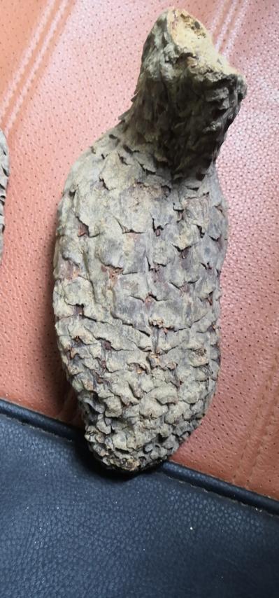 新疆肉苁蓉种植