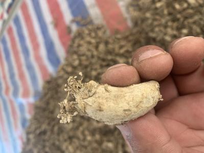 精选货金蝉花，干度质量绝对一等品