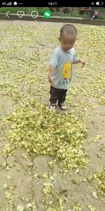 金银花