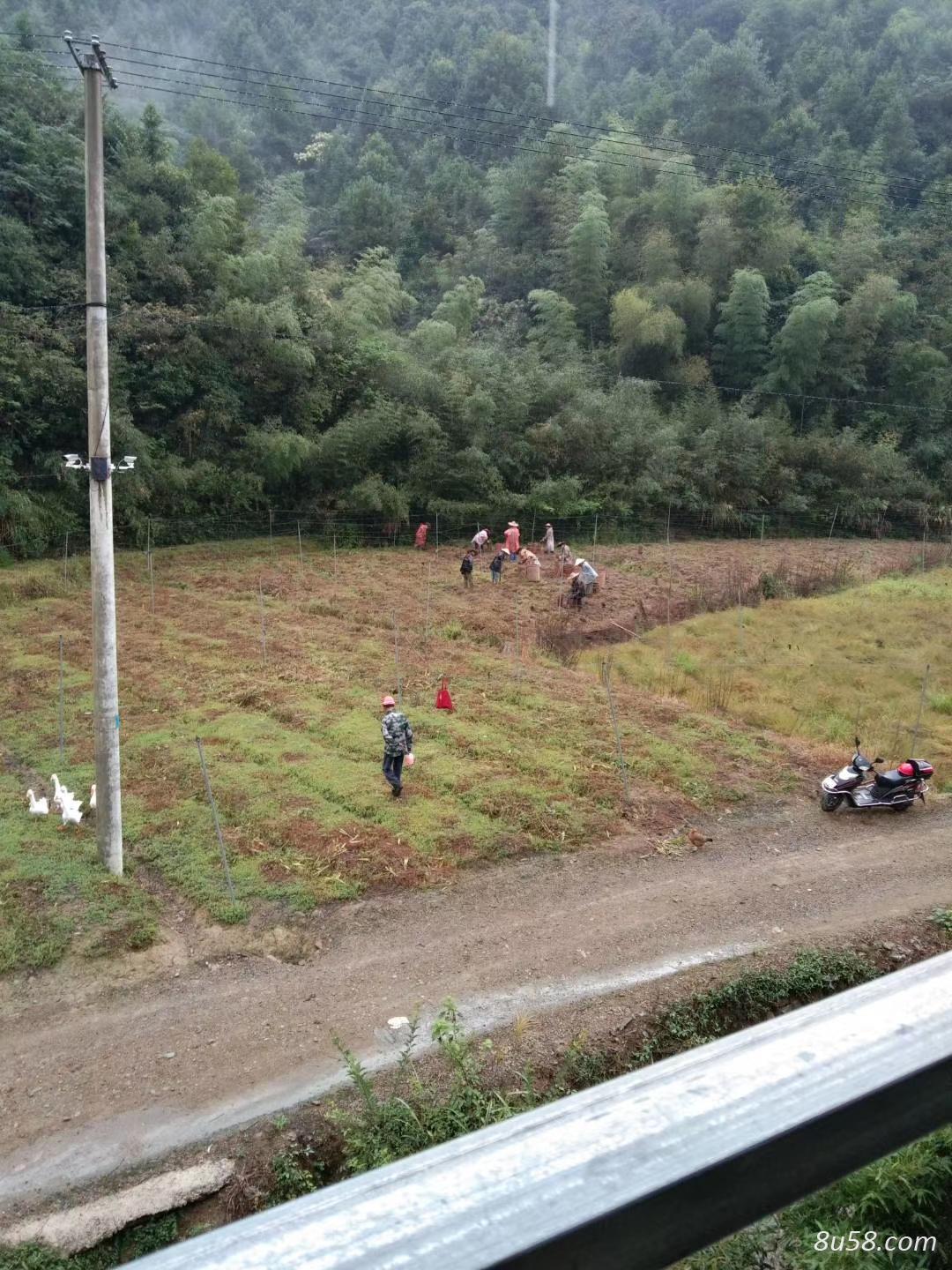 浙江临安60亩五年紫花三叉大白芨