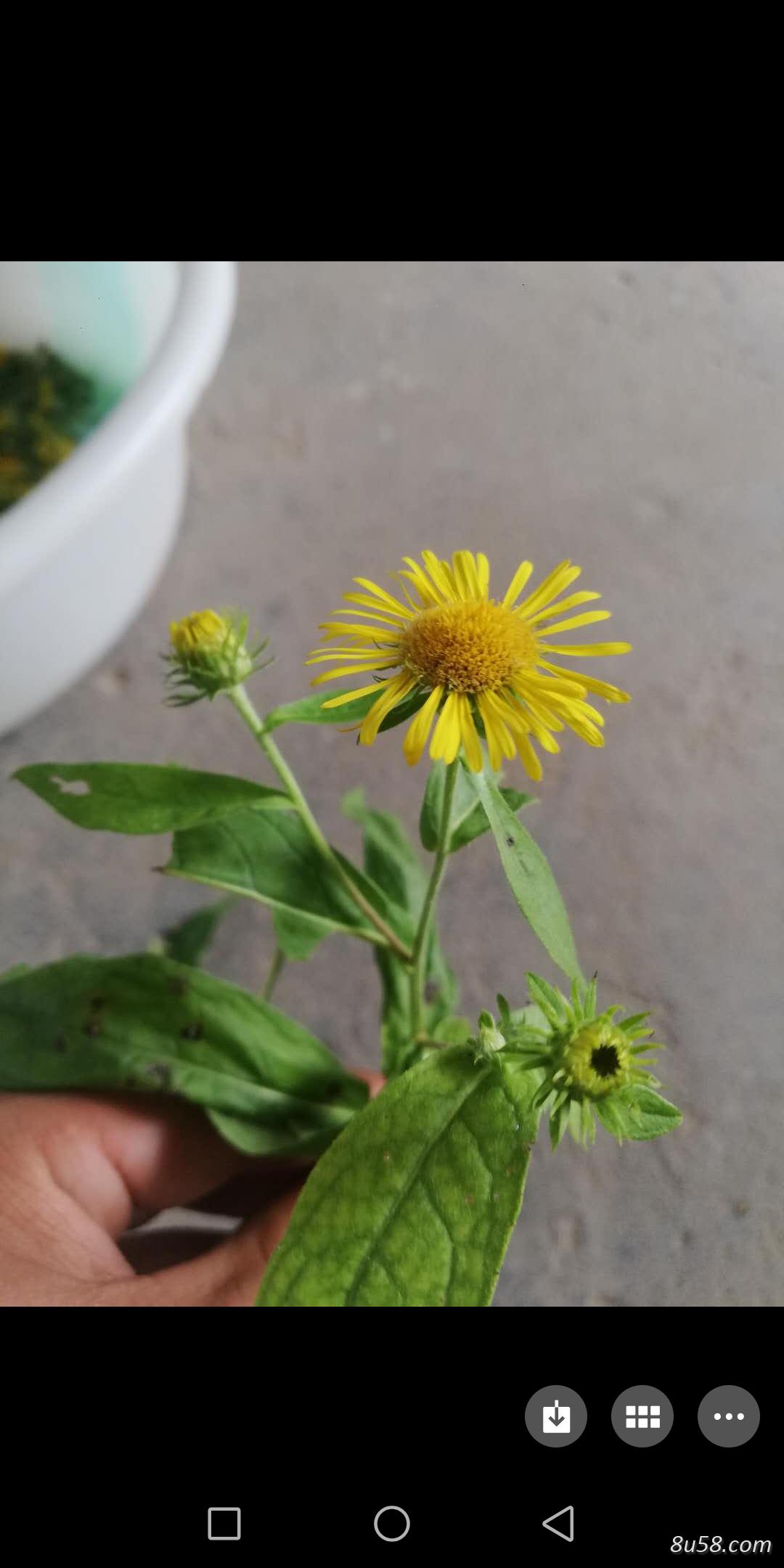 野旋覆花小黄花