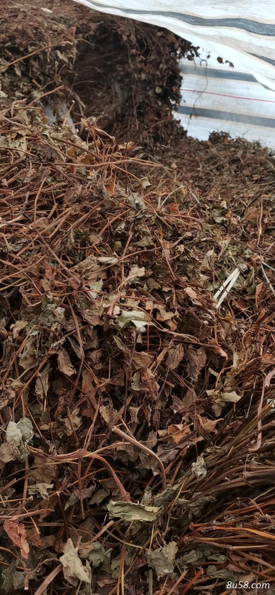 产地一手货源鱼腥草