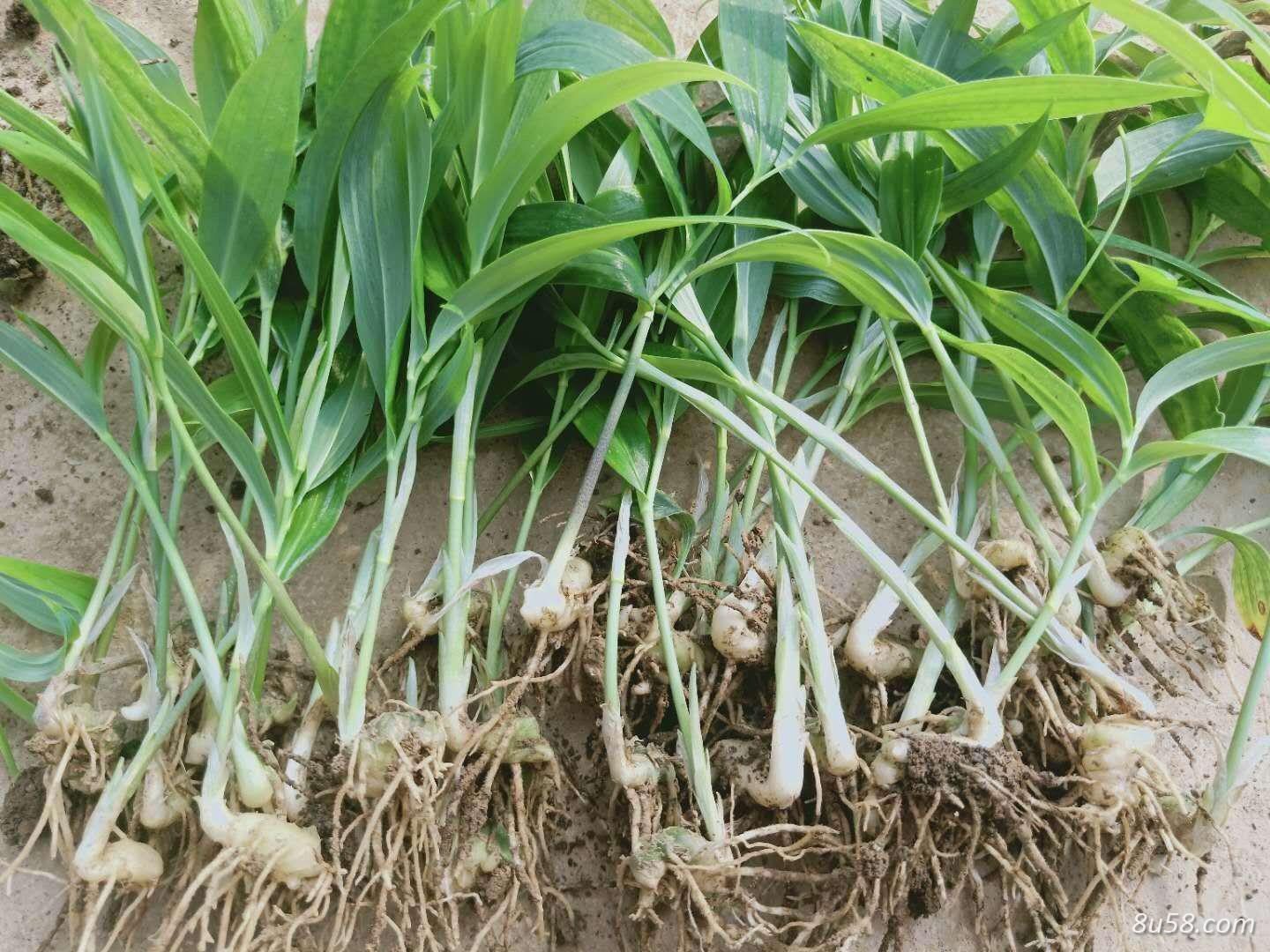 多花姜型不倒苗甜黄精 多花姜型不倒苗甜黄精