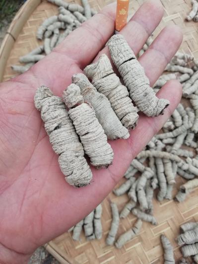 广东德庆农产品巴戟天
