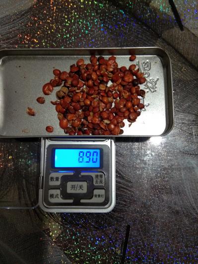 优质酸枣核出售