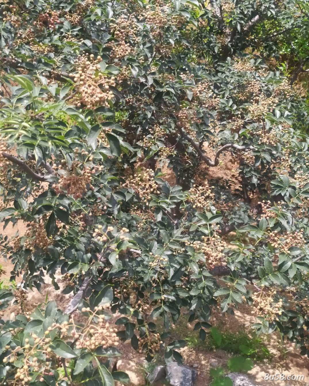 大红袍花椒苗价格 花椒树苗批发 泰安供应0.5-1-2公分花椒树苗 大红袍花椒苗价格 花椒树苗批发 泰安供应0.5-1-2公分花椒树苗