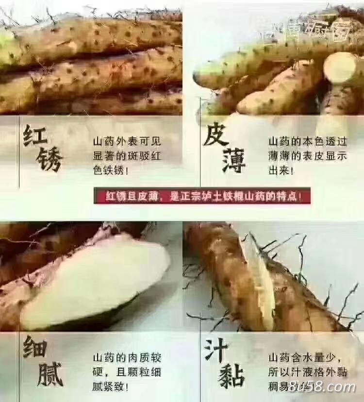 焦作垆土铁棍山药