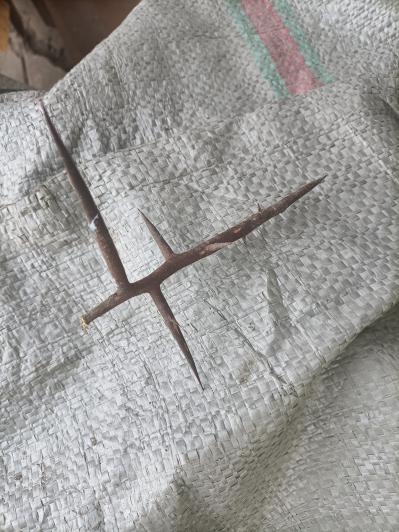 皂角刺