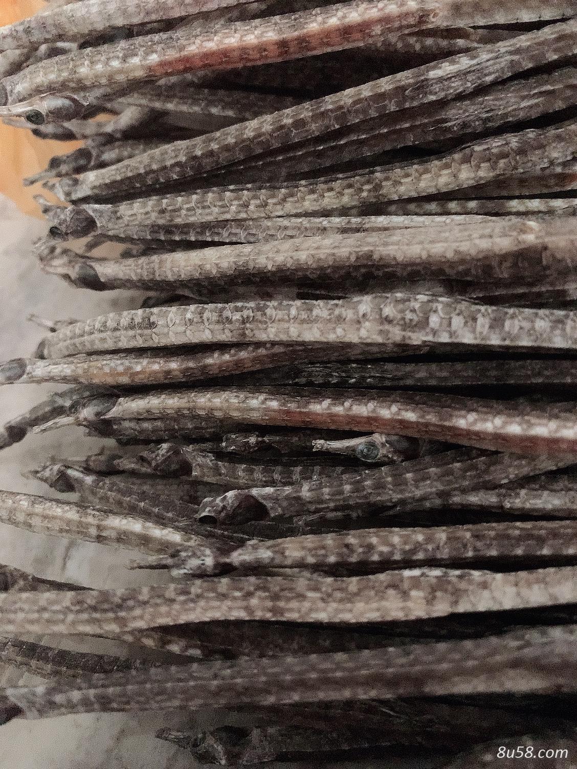 渔船深海海龙，海马干湿都有货