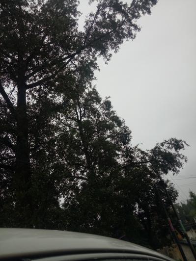 白果出售
