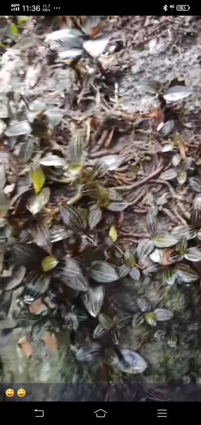 海南野生金线莲