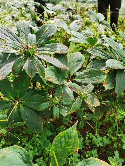 重楼种植户
