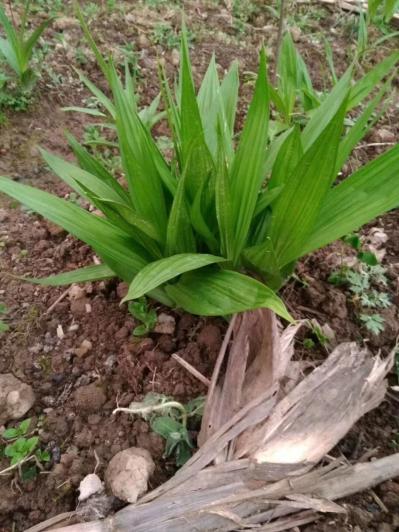 白芨个人种植户