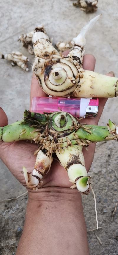 正宗紫花三叉白芨