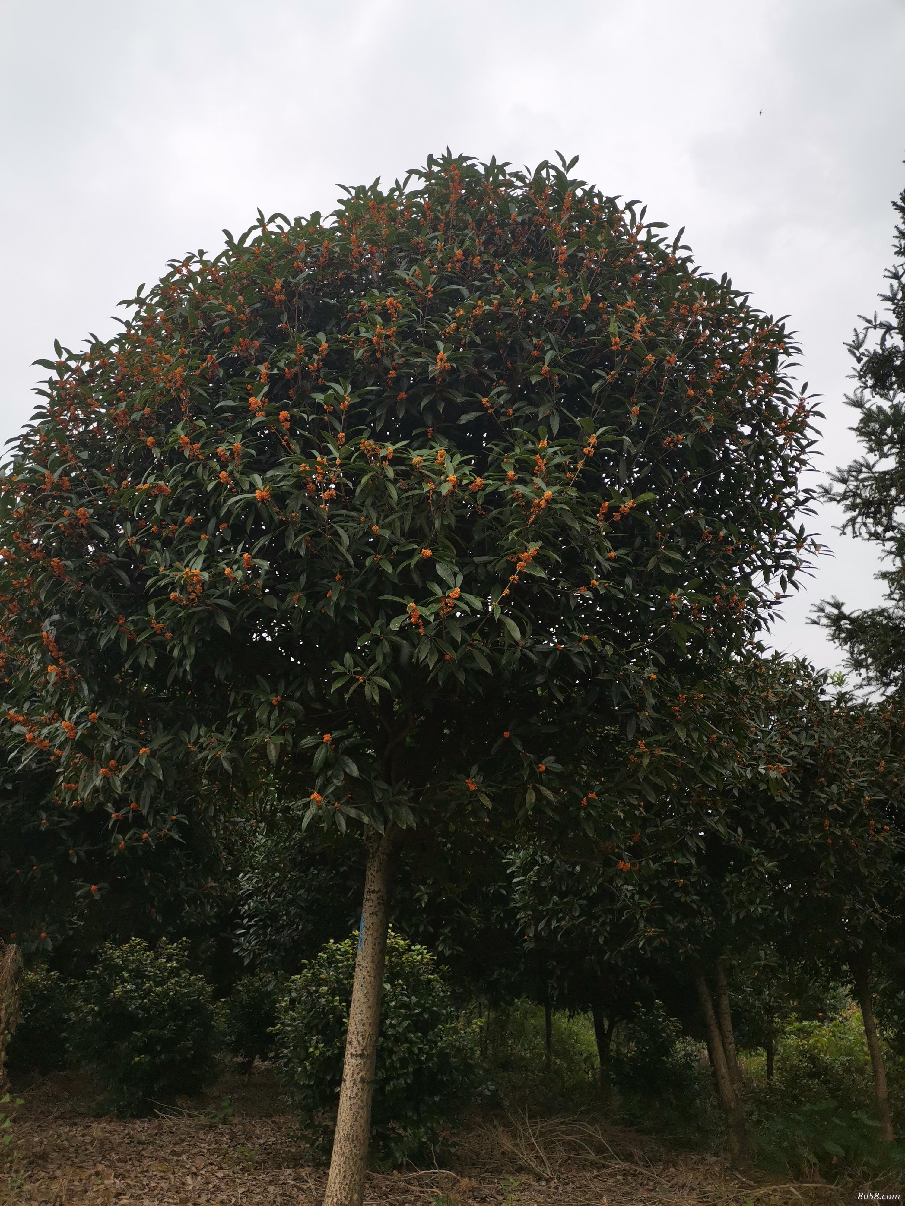 桂花