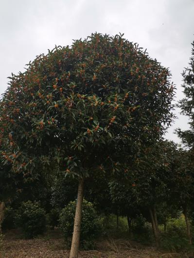 桂花