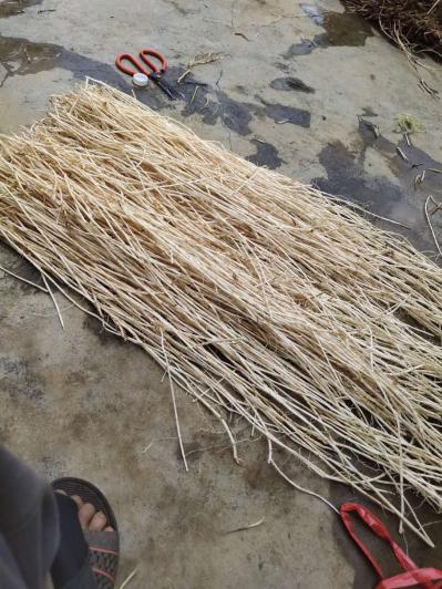 新鲜茅草根