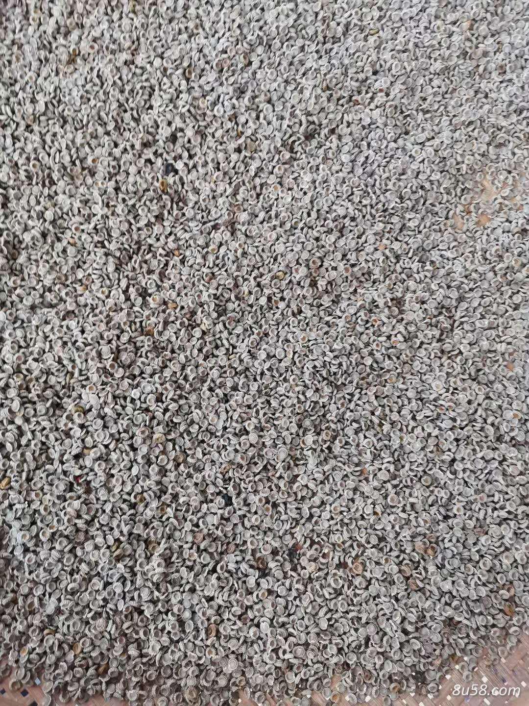 防己种子 百分之98存活率 大量现货 需要可以联系我们 防己种子 百分之98存活率 大量现货 需要可以联系我们