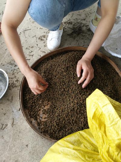 吴茱萸中花出售