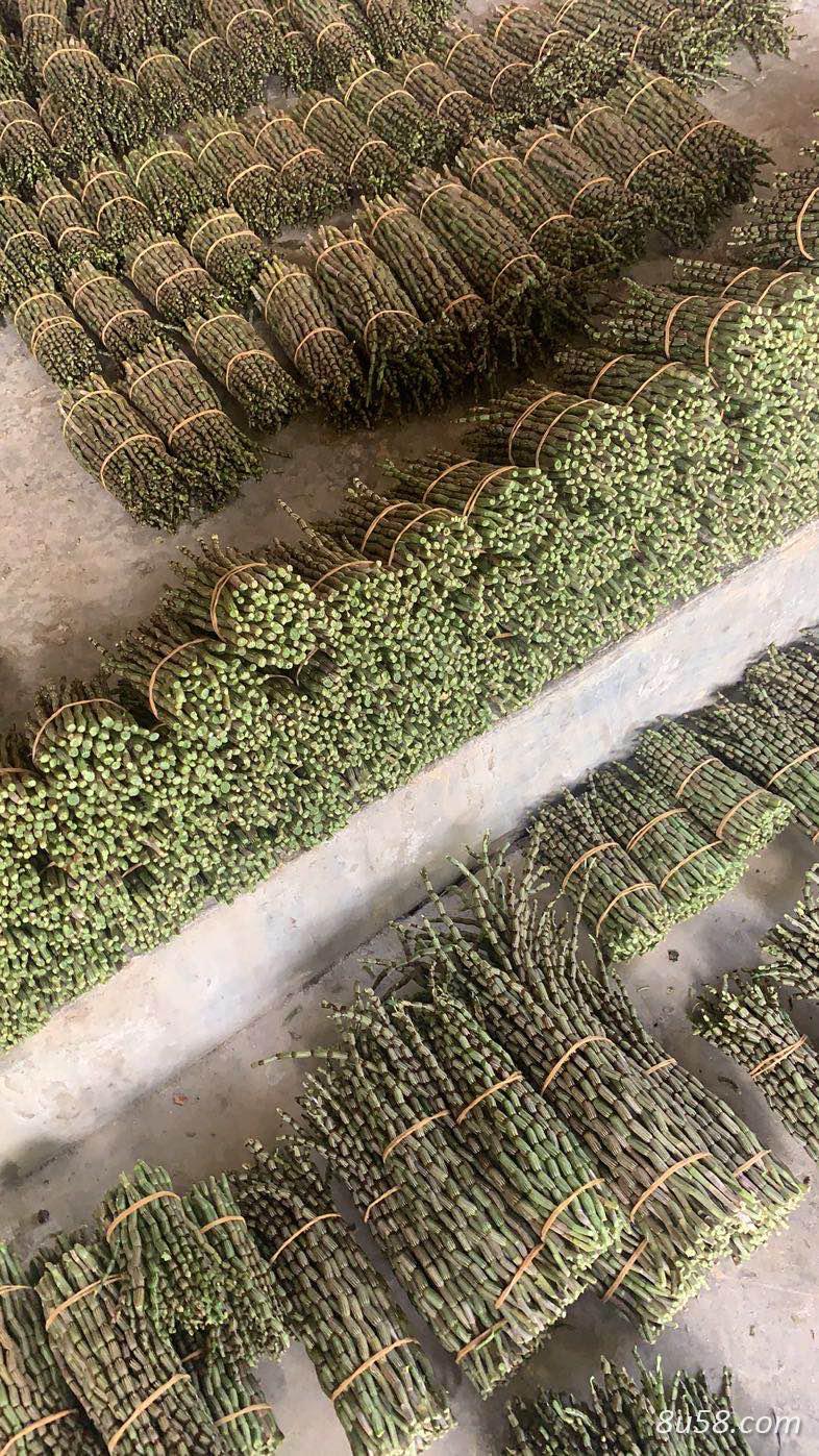 云南防野生种植铁皮石斛（正中）