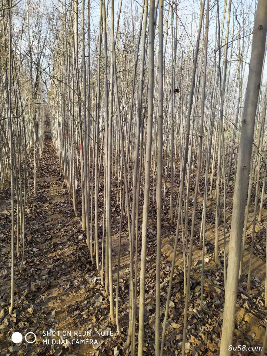 杜仲树苗基地  杜仲树苗批发  泰安供应1-3年生杜仲树苗