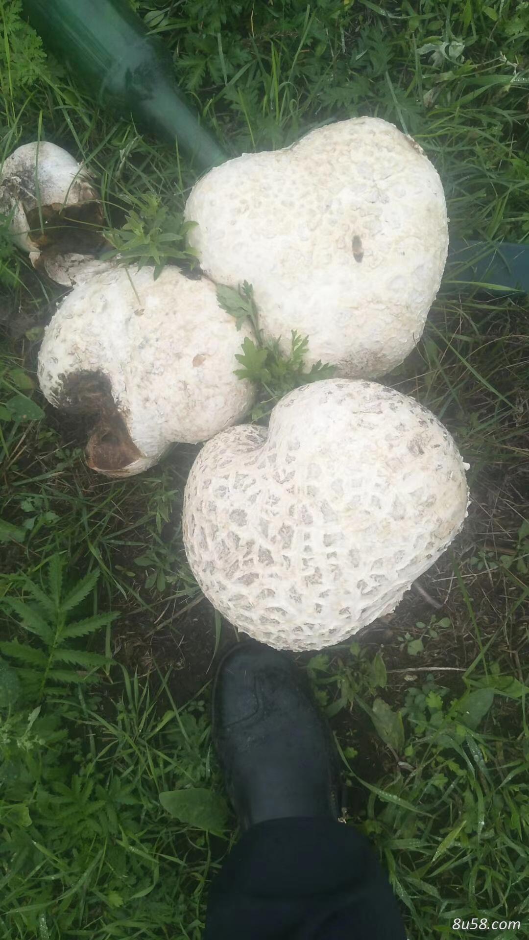 供应野生大马勃