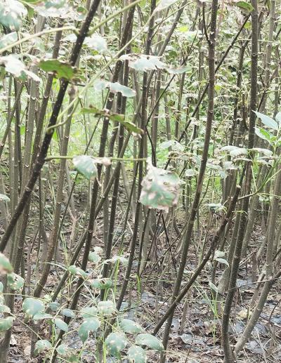 高产量中花吴茱萸