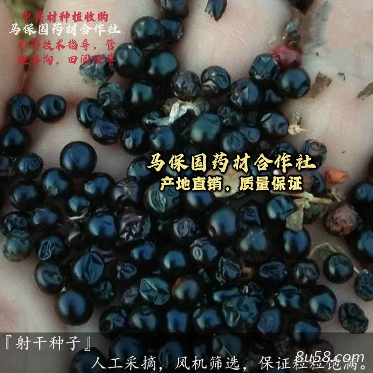 中药材射干种苗