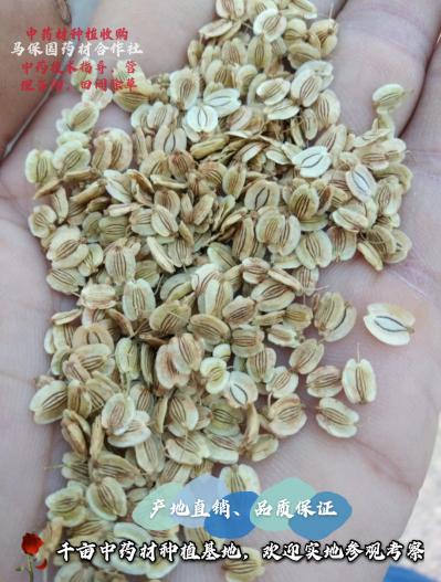 改良白芷籽