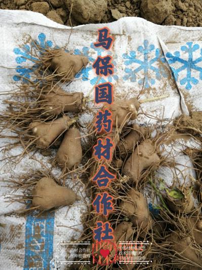 改良白术（元宝型）长势大，产量高，含量高