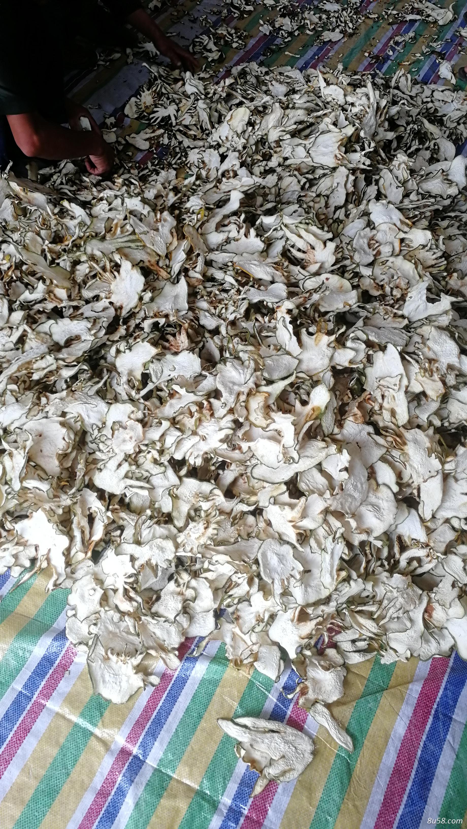 云南佛手优质白片