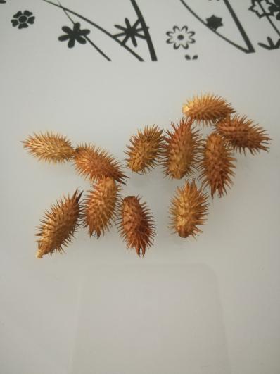 伏牛山纯野生优质苍耳子