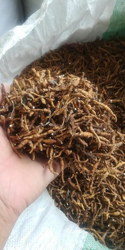 九节菖蒲，水洗，一手货源