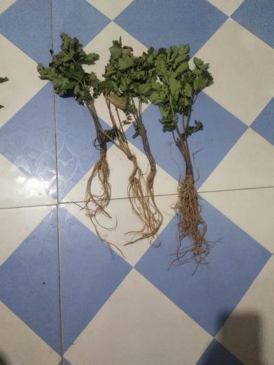 稀有药材羊红膻