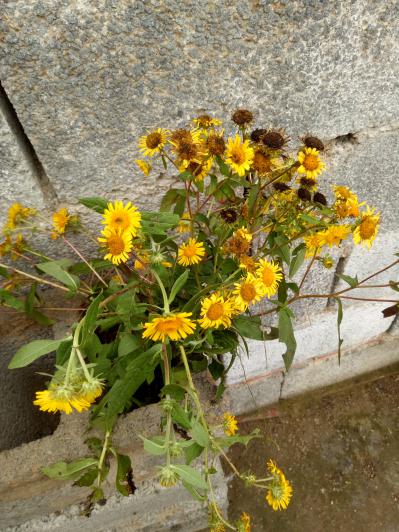 销售旋覆花