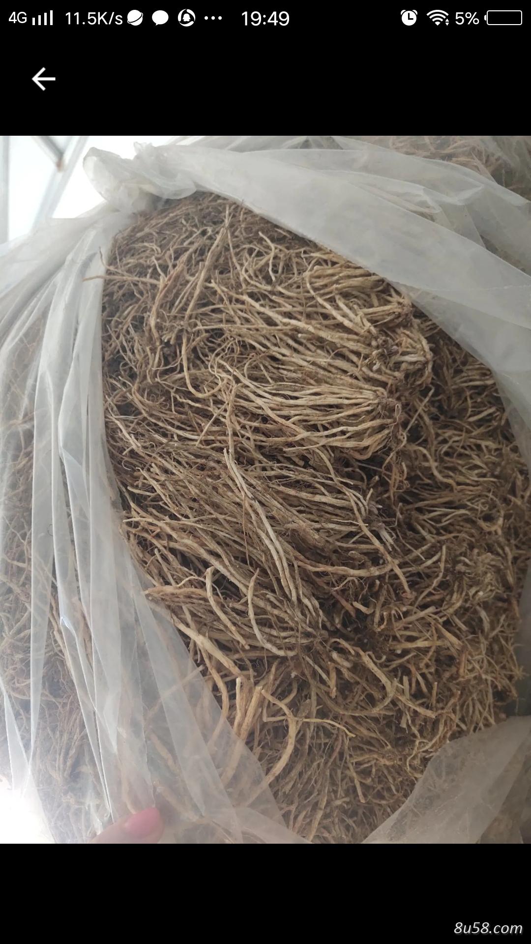 新北龙胆草烘干大货质量好 新北龙胆草烘干大货质量好