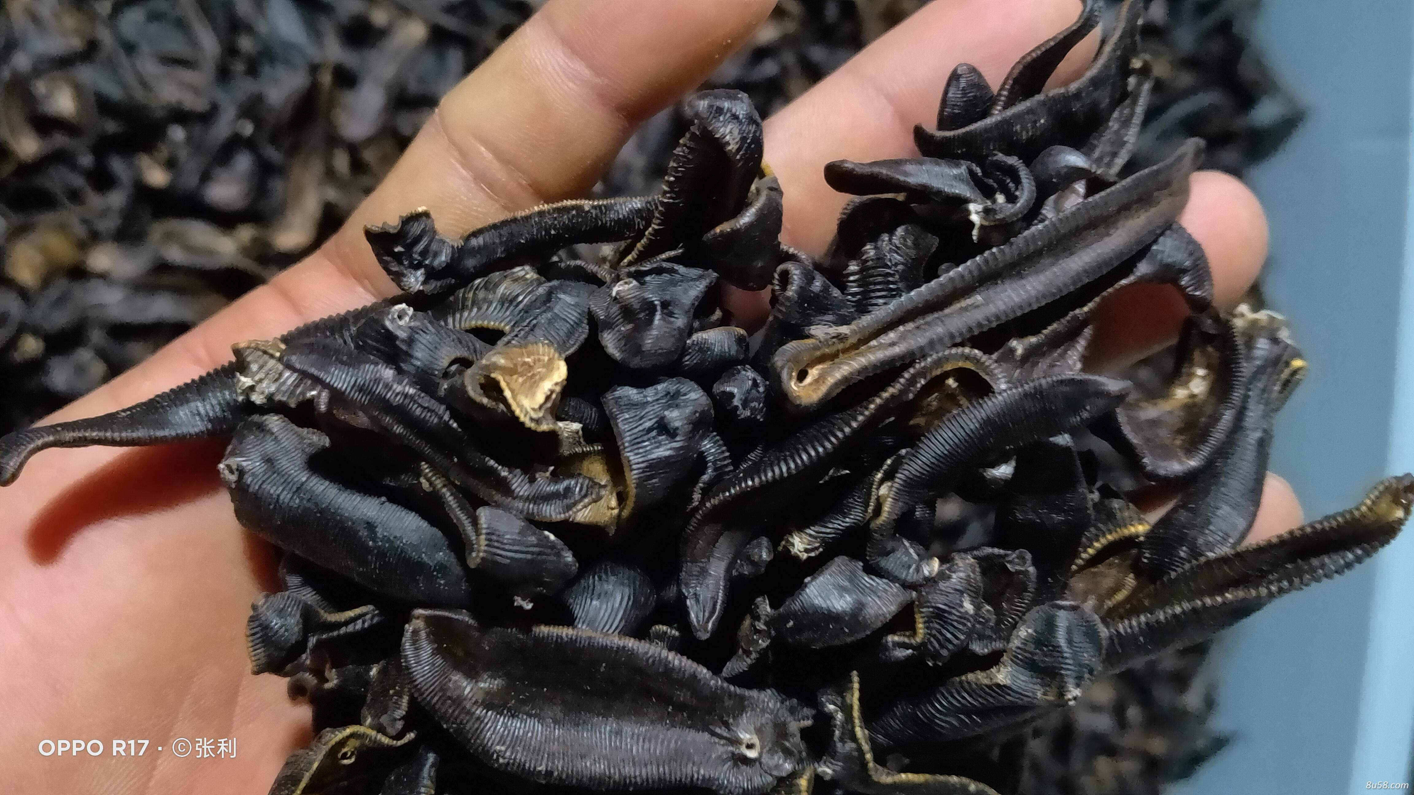 水蛭蚂蝗清水吊干干货