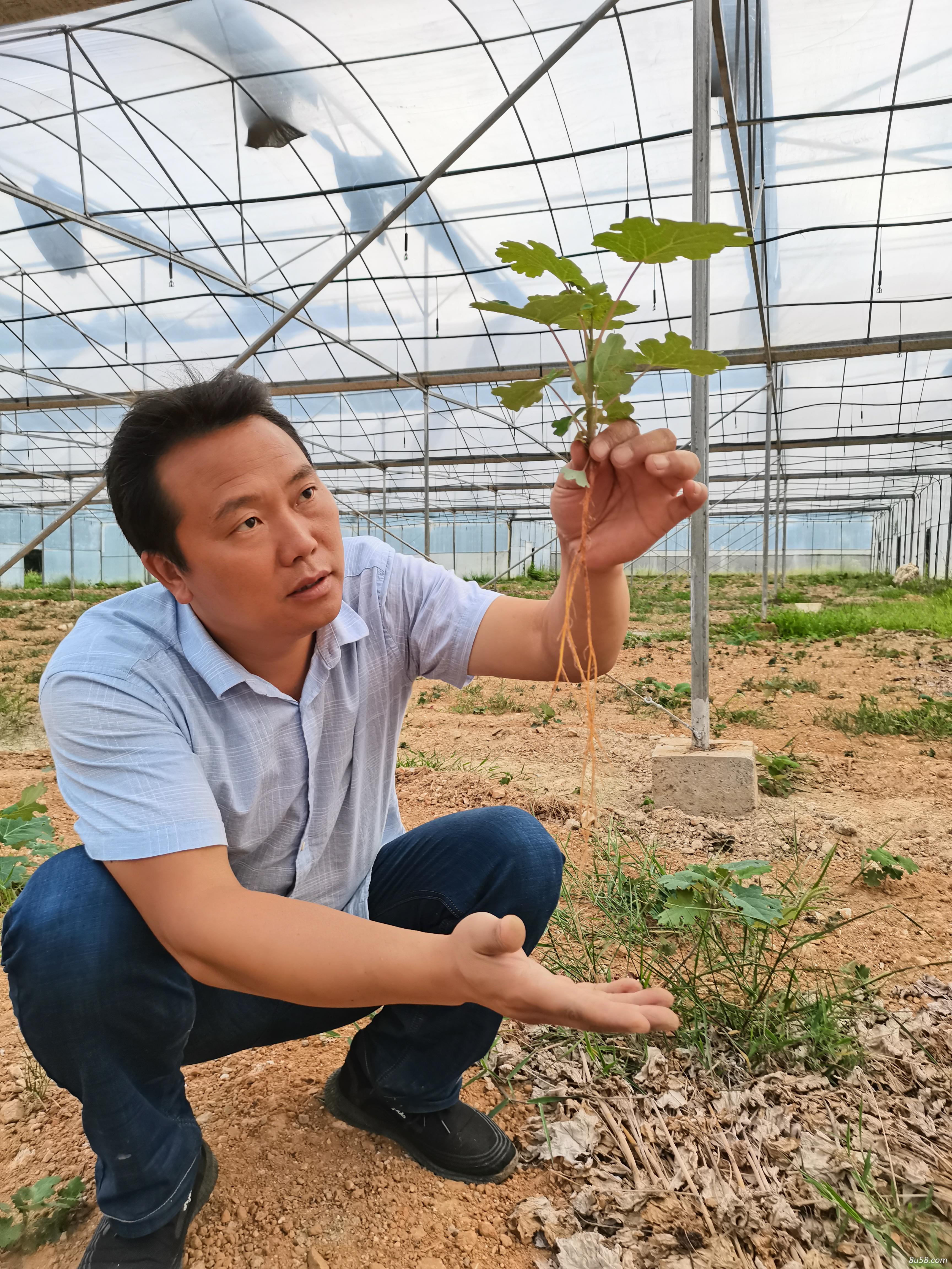 博落回种植技术博落回种植效益博落回种植基地伟民公司专业种植博落回 博落回种植技术博落回种植效益博落回种植基地伟民公司专业种植博落回