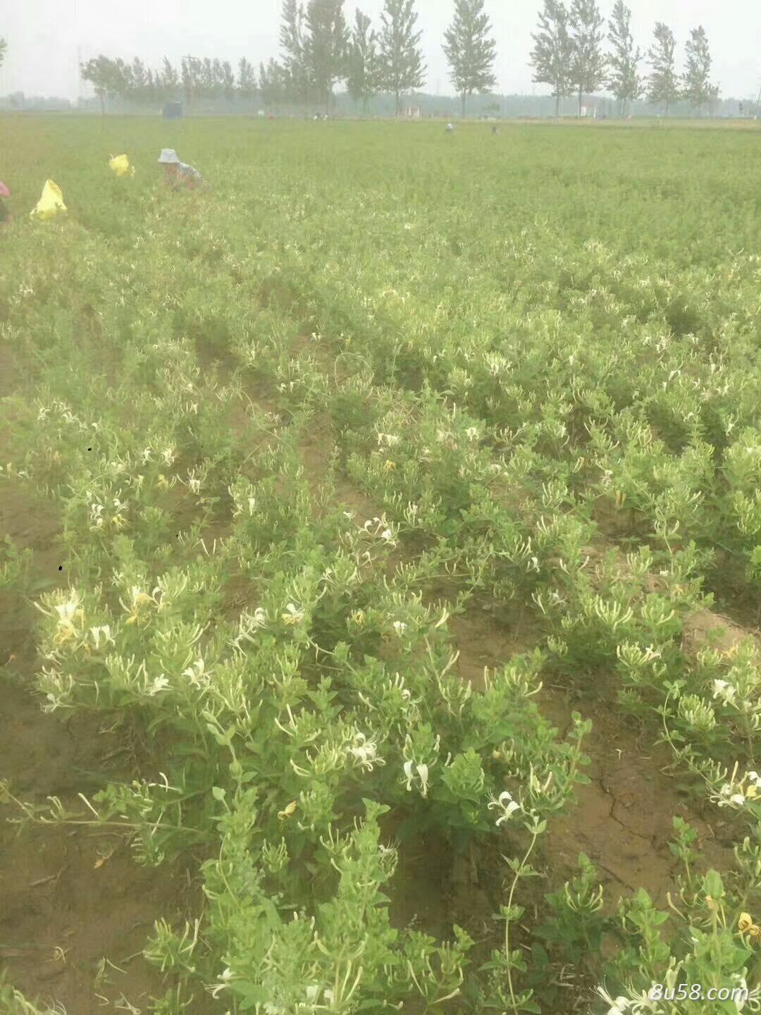 金银花苗四季金银花苗树形金银花苗优质金银花苗基地产地直销