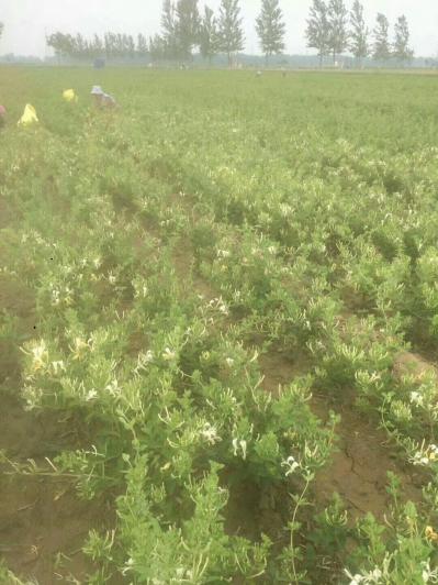 金银花苗四季金银花苗树形金银花苗优质金银花苗基地产地直销