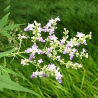 黄荆子批发