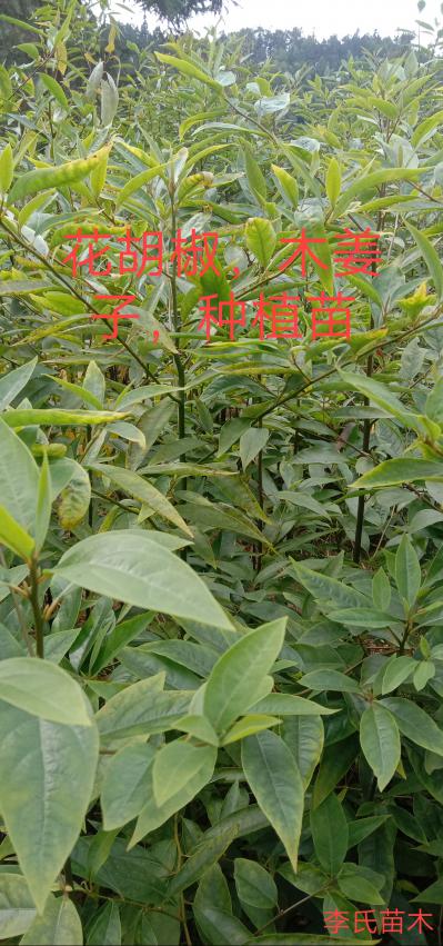 大量出售花胡椒，木姜子，种植苗，欢迎来电