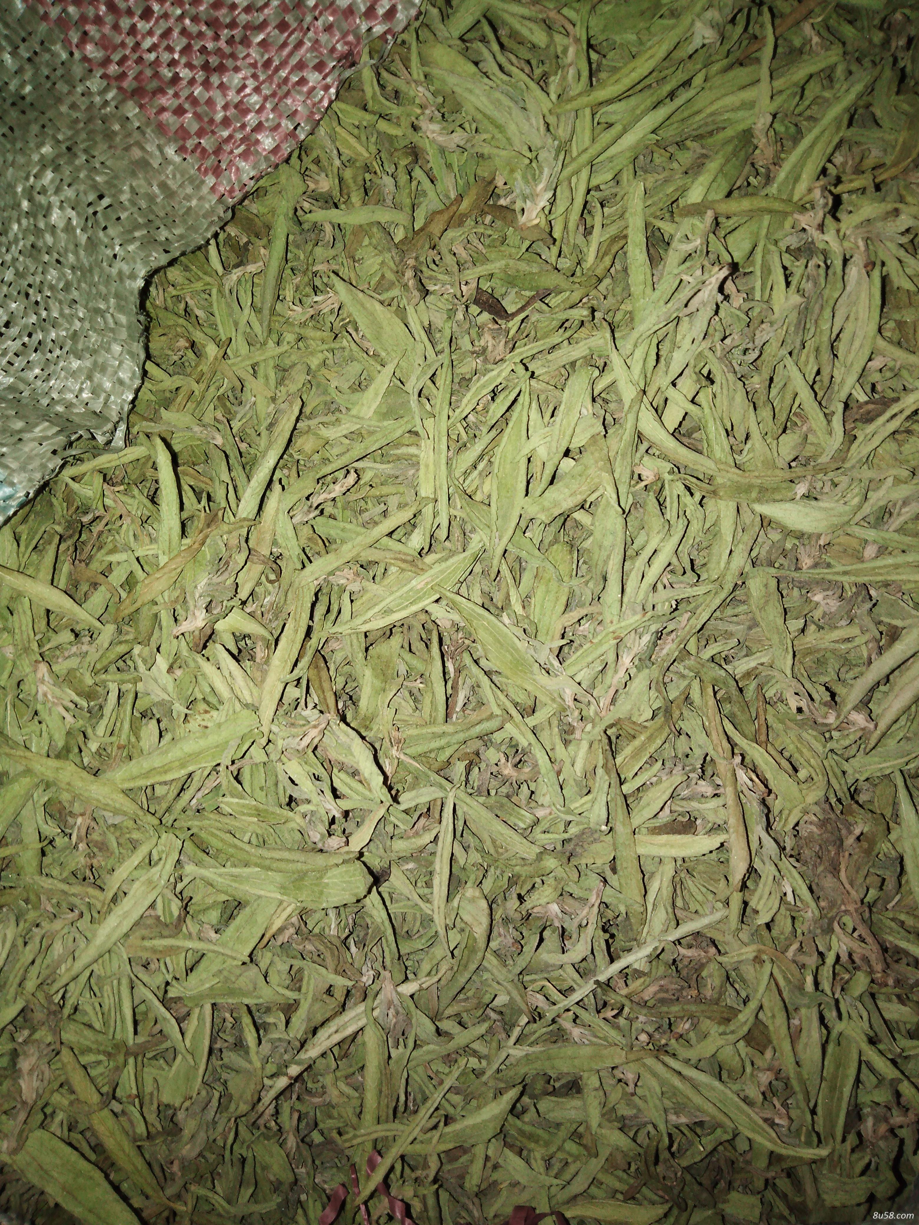甜叶菊销售