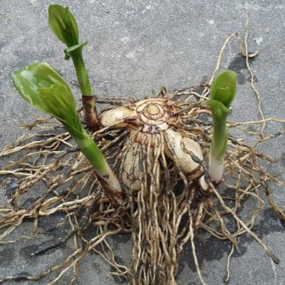 紫花白芨种植四年，有需要的可以联系。8～9吨