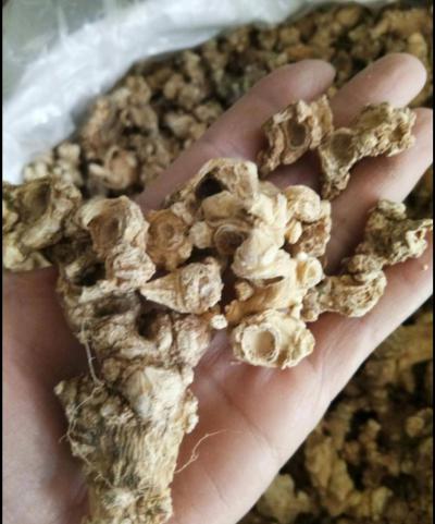 竹节参