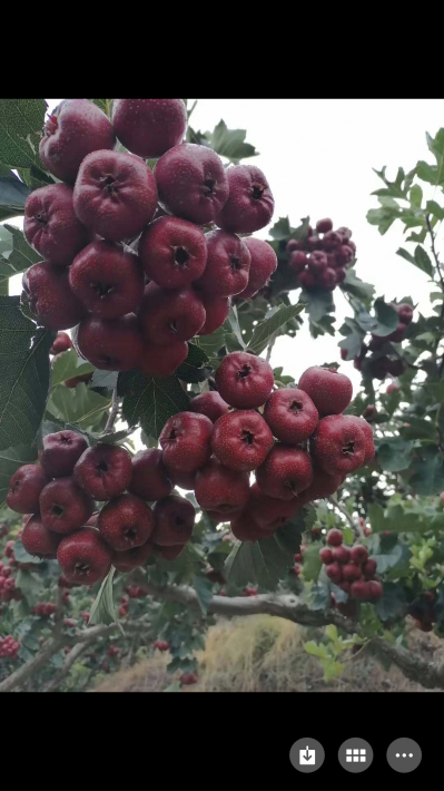 山东潍坊地区大金星山楂，大量