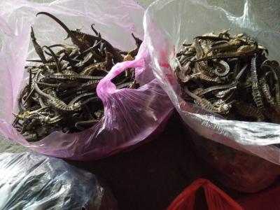 专业野生海马干批发