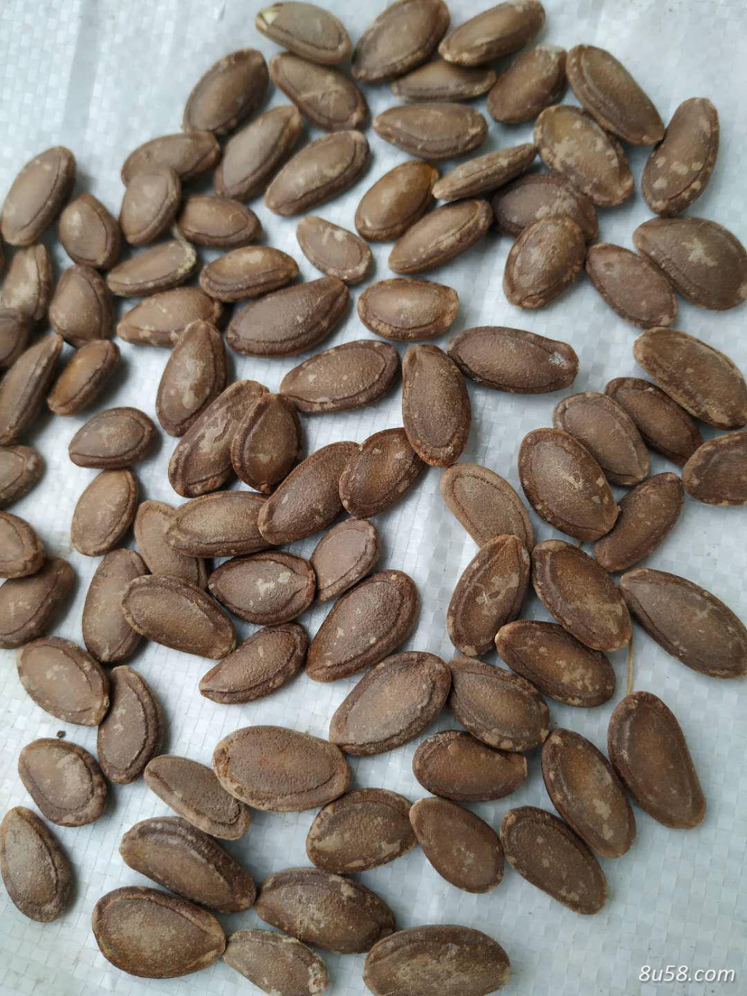 2020年晒干的瓜蒌子出售