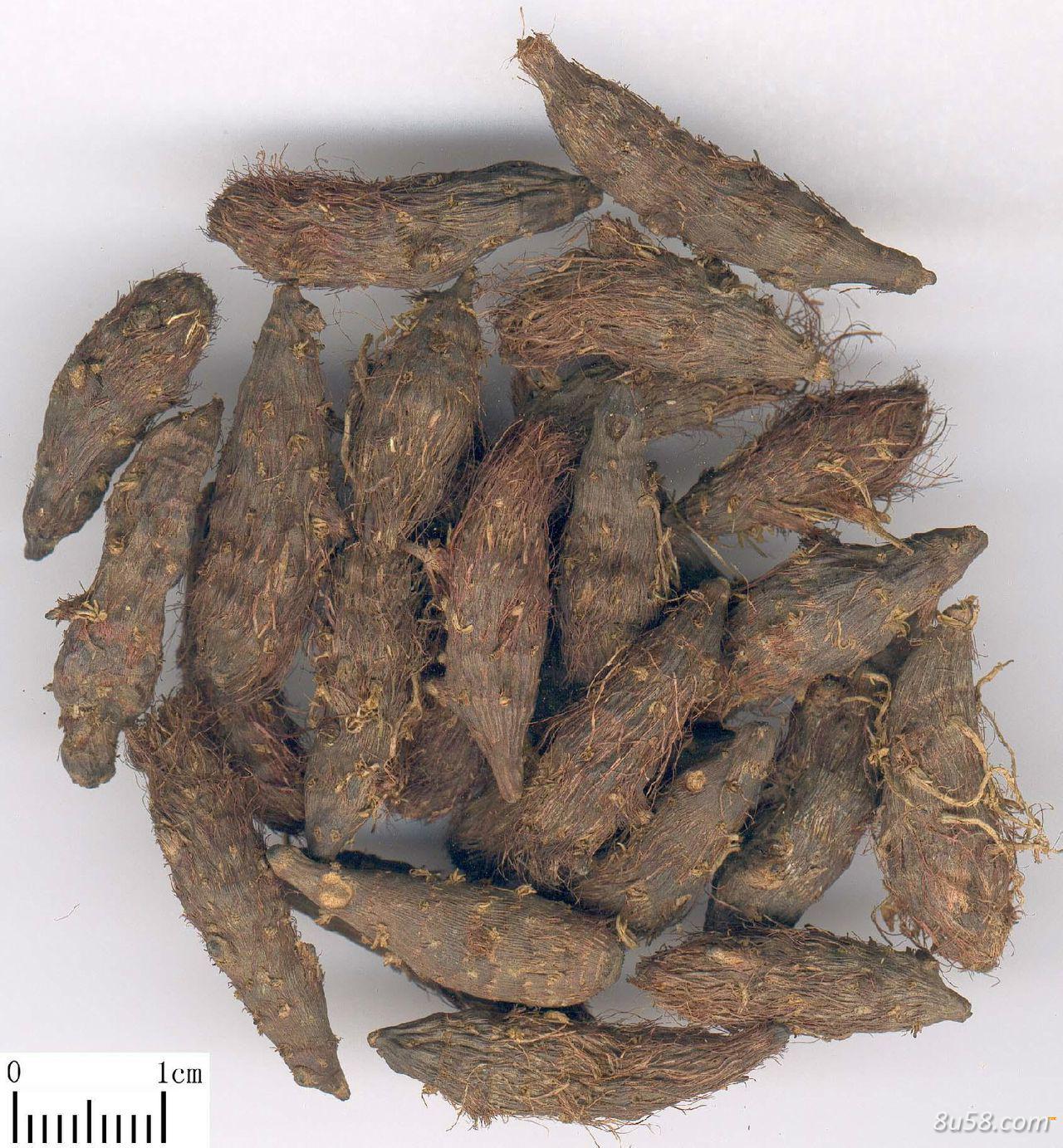 药材香附子